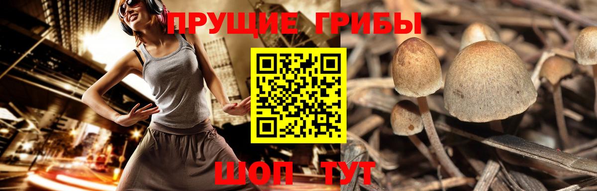 Псилоцибиновые грибы GOLDEN TEACHER Химки